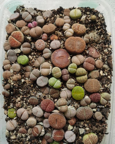 家庭养花用生根粉