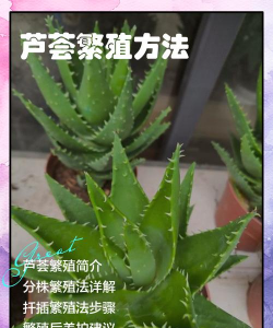 芦荟怎么就长新的小芦荟