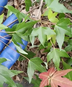 三角枫冬天怎么过冬