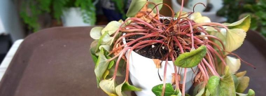 家庭养花用生根粉