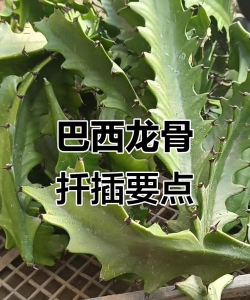 巴西龙骨如何嫁接