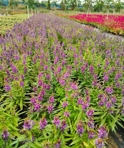 绿化种的花叫什么花