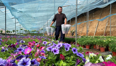 家庭养花用生根粉