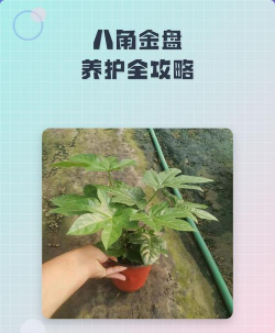 八角金盘怎么修剪养护