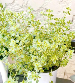 百里香盆景怎么修剪