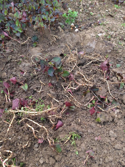 家庭养花用生根粉