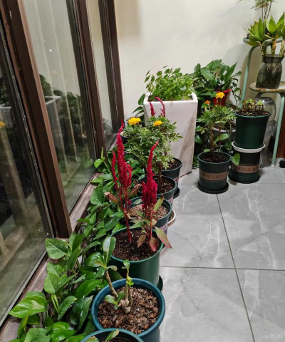 家庭养花用生根粉