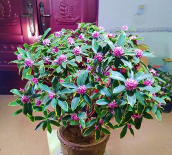 家庭养花用生根粉