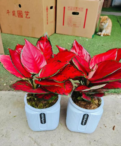 花卉富贵红掉叶怎么办