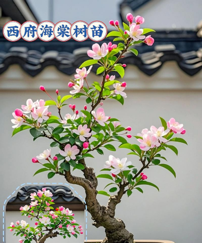 西湖海棠什么时候开花