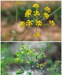 不想要柴胡的花怎么办