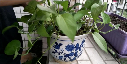 家庭养花用生根粉