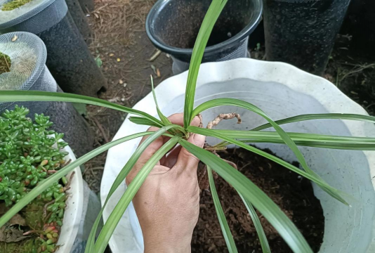 家庭养花用生根粉