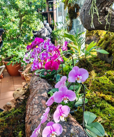 家庭养花用生根粉