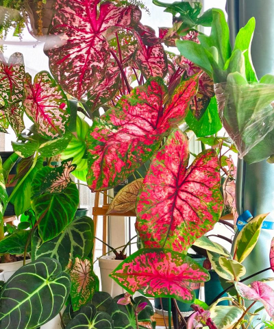 家庭养花用生根粉