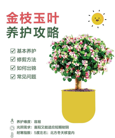 金枝玉叶怎么养长得漂亮
