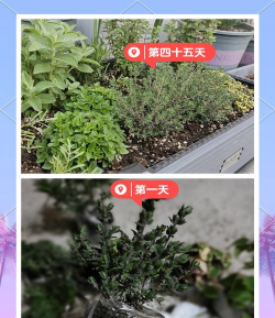 法国百里香怎么养