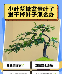 小叶紫檩掉叶怎么办