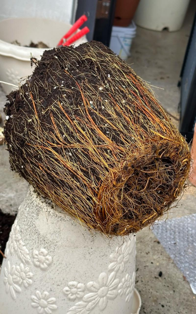 家庭养花用生根粉