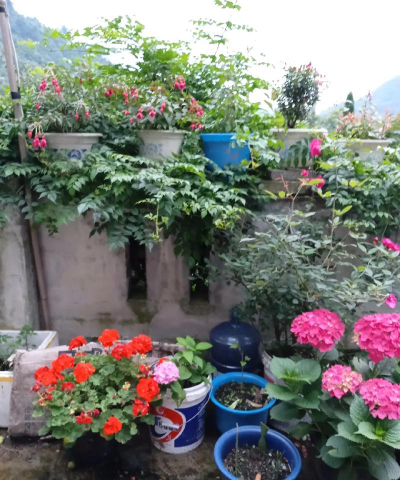 家庭养花用生根粉