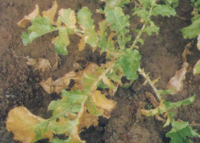 萝卜莲黄叶子是怎么回事