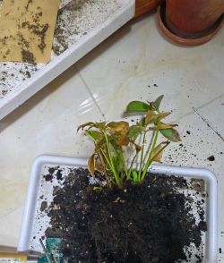 家庭养花用生根粉