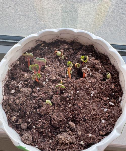 家庭养花用生根粉