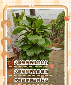 大叶绿萝叶卷三怎么