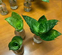 家庭养花用生根粉