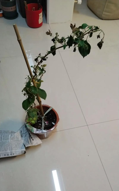 家庭养花用生根粉