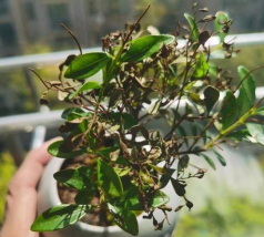 家庭养花用生根粉