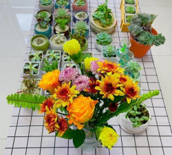 家庭养花用生根粉