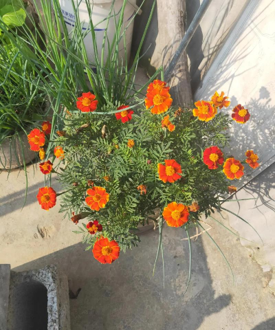 家庭养花用生根粉