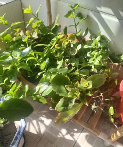 家庭养花用生根粉