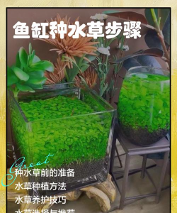 教人如何种水草