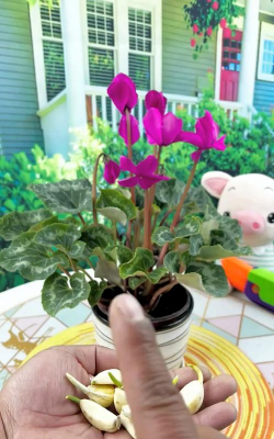 家庭养花用生根粉