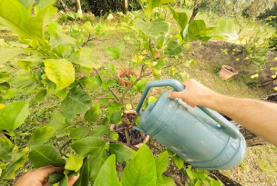 家庭养花用生根粉