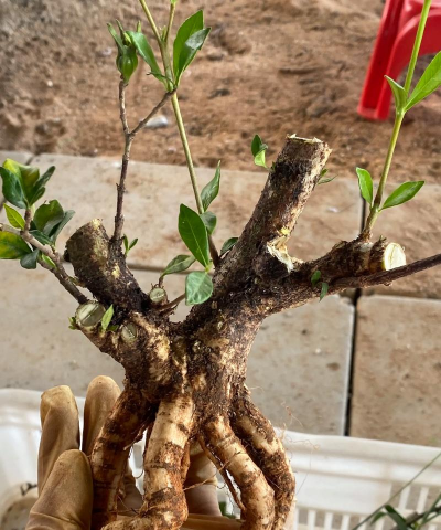 家庭养花用生根粉