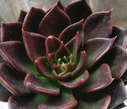 黑王子烂根了怎么办