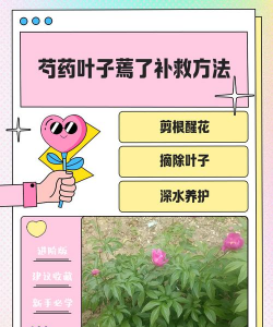 勺药叶子干焦怎么办