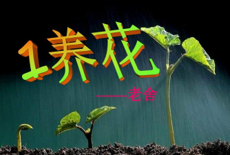 家庭养花用生根粉