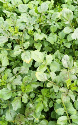 西洋菜叶子发黄怎么办