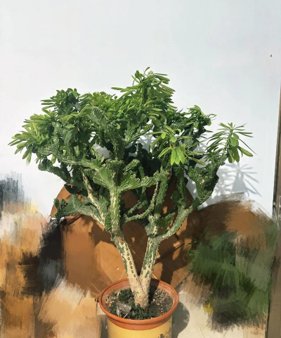 家庭养花用生根粉