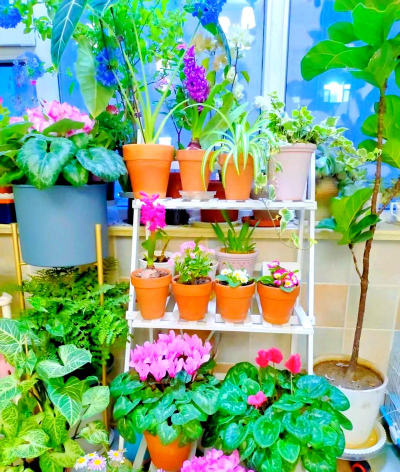 家庭养花用生根粉