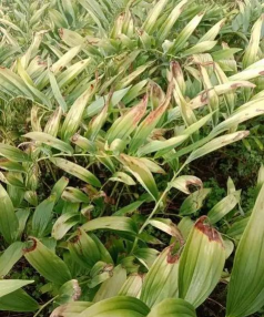 玉竹叶尖发黄是怎么回事 玉竹叶尖发黄是怎么回事