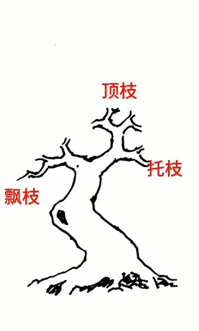 盆景三个枝条怎么做 盆景三个枝条怎么做