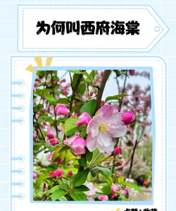 西府海棠为什么叫西府