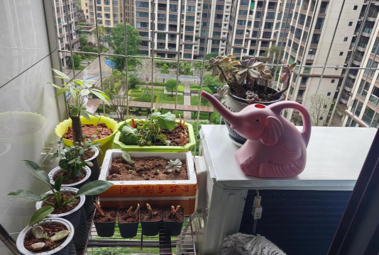 家庭养花用生根粉