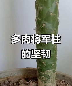 多肉将军柱怎么长的粗壮
