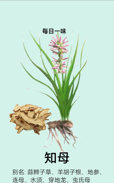 知母生长期间怎么去花